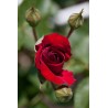 Rožė - Rosa Ulmer Munster (skiepyta) Kordes®  C4 GYVA FOTO 2022-08-19