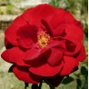 Rožė - Rosa ULMER MUNSTER ®