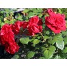 Rožė - Rosa ULMER MUNSTER ®