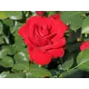 Rožė - Rosa ULMER MUNSTER ®