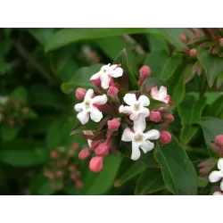 Stambiažiedis (blizgantysis) vytmenys - Abelia grandiflor