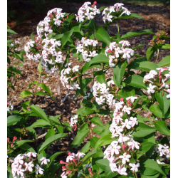 Stambiažiedis (blizgantysis) vytmenys - Abelia grandiflor