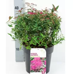 Išankstinis augalų užsakymas internetu