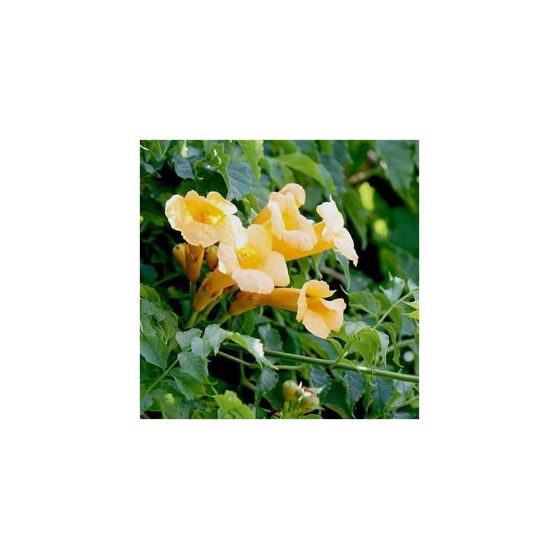 Campsis radicans Flava P14