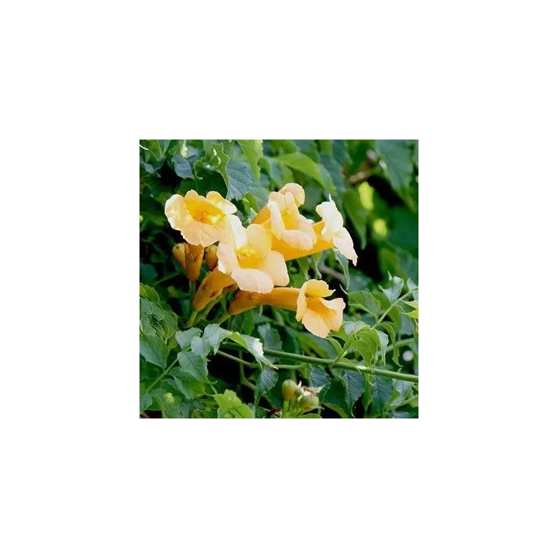 Ląstūnė (kamsis) - Campsis radicans FLAVA
