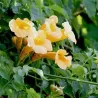 Ląstūnė (kamsis) - Campsis radicans FLAVA