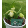 Lauko orchidėja (klumpaitė, balta) - Garden Orchid Cypripedium WHITE