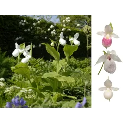 Lauko orchidėja (klumpaitė, balta) - Garden Orchid Cypripedium WHITE
