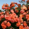 Rožė - Rosa WESTERLAND