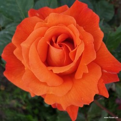 Rožė - Rosa WESTERLAND