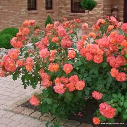 Rožė-Rosa Orange Climber