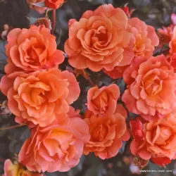 Rožė - Rosa WESTERLAND