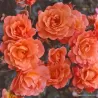 Rožė - Rosa WESTERLAND