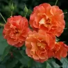 Rožė - Rosa WESTERLAND