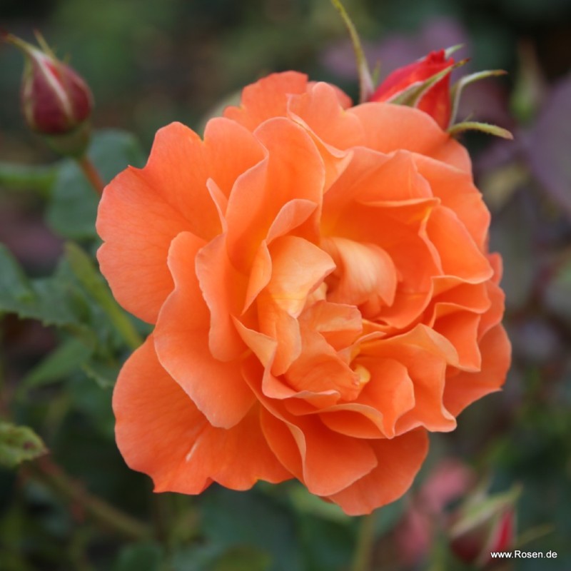 Rožė - Rosa WESTERLAND