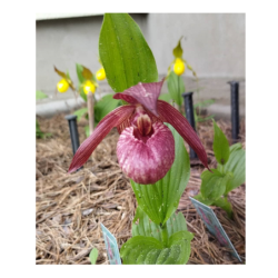 Garden Orchid Cypripedium Pink