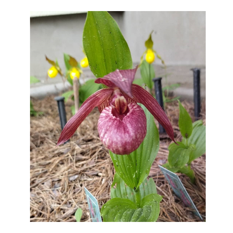 Lauko orchidėja (klumpaitė, rožinė) - Garden Orchid Cypripedium PINK