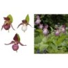 Lauko orchidėja (klumpaitė, rožinė) - Garden Orchid Cypripedium PINK