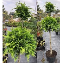 Lawson Cypress - Chamaecyparis lawsoniana ALUMIIGOLD