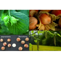 Užsisakyk augalus pavasariui jau dabar