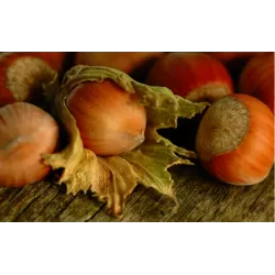 Užsisakyk augalus pavasariui jau dabar