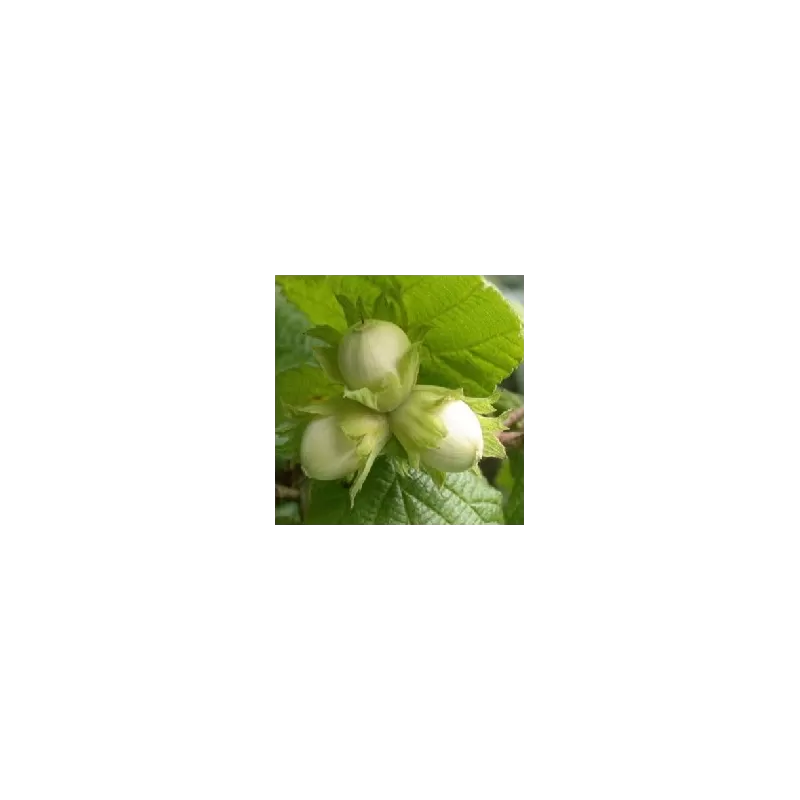 Užsisakyk augalus pavasariui jau dabar