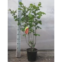 Užsisakyk augalus pavasariui jau dabar