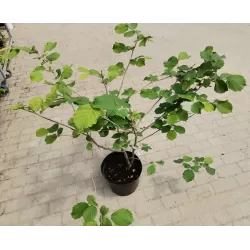 Užsisakyk augalus pavasariui jau dabar