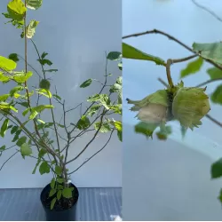 Užsisakyk augalus pavasariui jau dabar