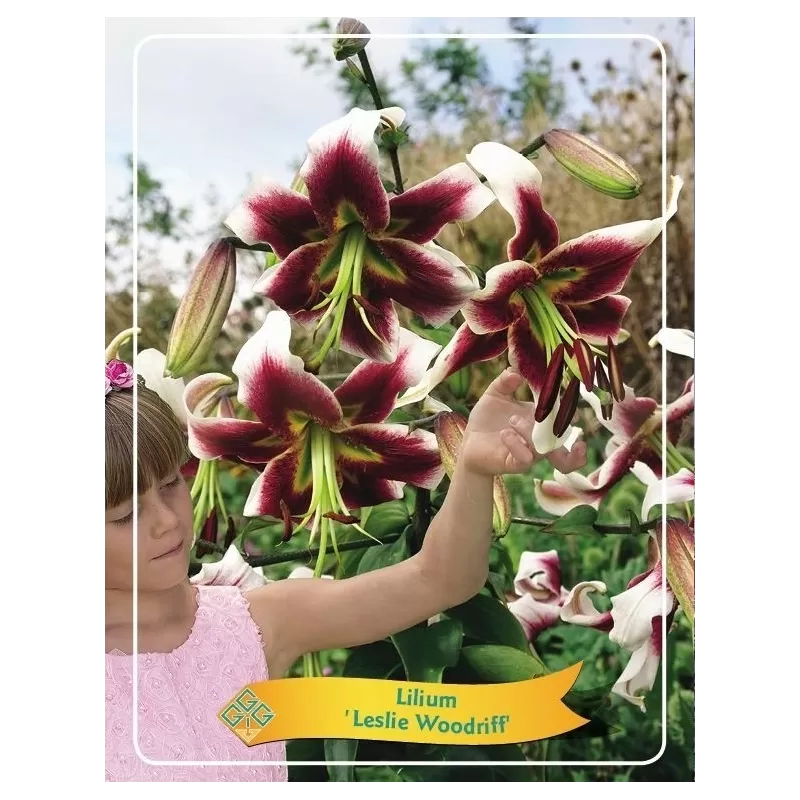 Lelija - Lilium Leslie WOODRIFF