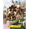 Lelija - Lilium Leslie WOODRIFF