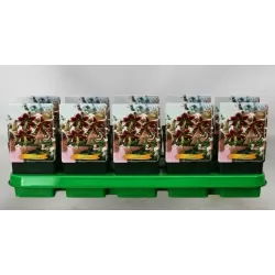 Lelija - Lilium Leslie WOODRIFF