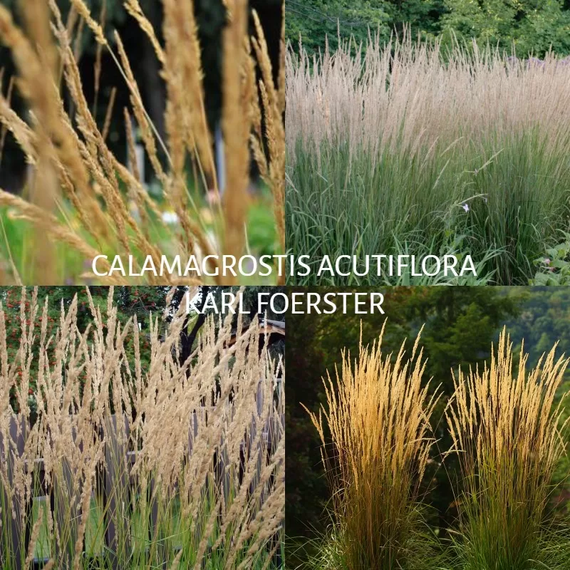 Lendrūnas - Calamagrostis acutiflora KARL FOERSTER