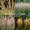 Lendrūnas - Calamagrostis acutiflora KARL FOERSTER