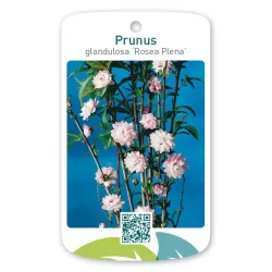 Sakura trees with home delivery