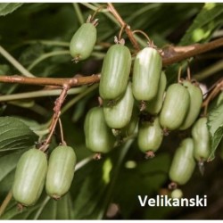 Smailialapelė aktinidija - Actinidia arguta VELIKANSKI (MOT.)