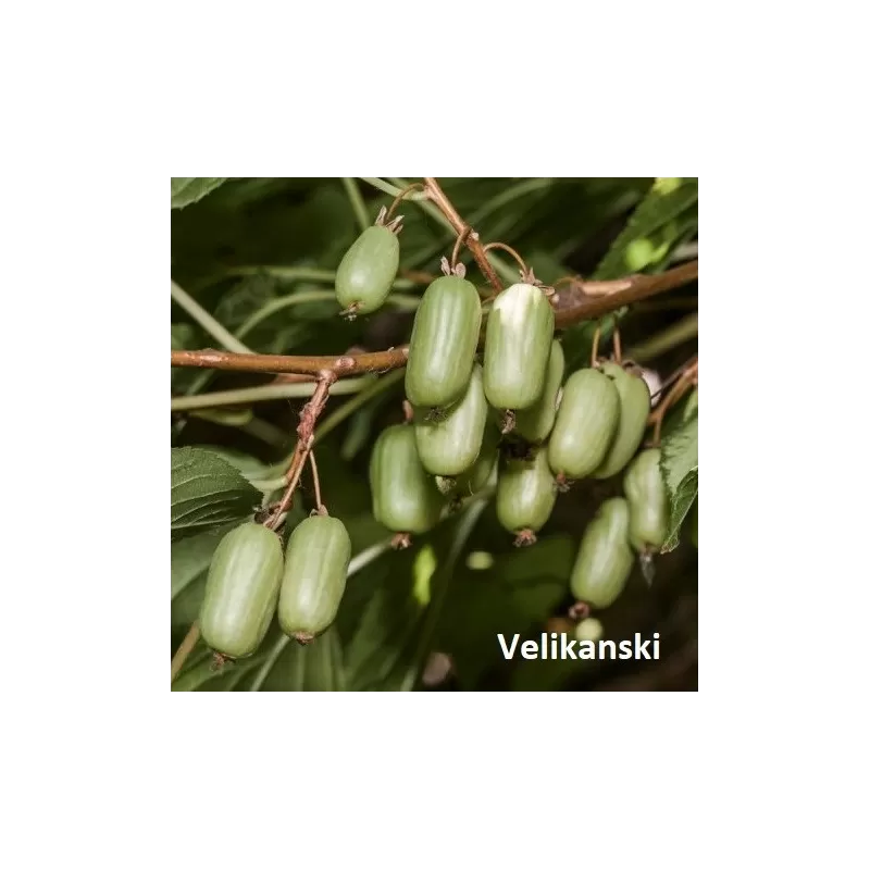 Užsisakyk augalus pavasariui jau dabar