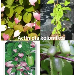 Margalapė aktinidija - Actinidia kolomikta (MOT., D.SAVID.)