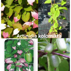 Margalapė aktinidija - Actinidia kolomikta (MOT., D.SAVID.)