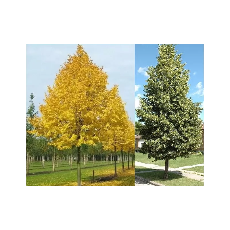 Garden plants/Trees/Flowers/ web-shop Garden plants/Trees/Flowers/ web-shop