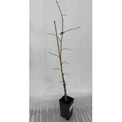 Mažalapė liepa - Tilia cordata GREENSPIRE