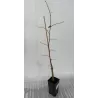 Garden plants/Trees/Flowers/ web-shop