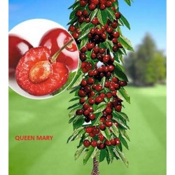 Koloninė trešnė  - Prunus avium QUEEN MARY
