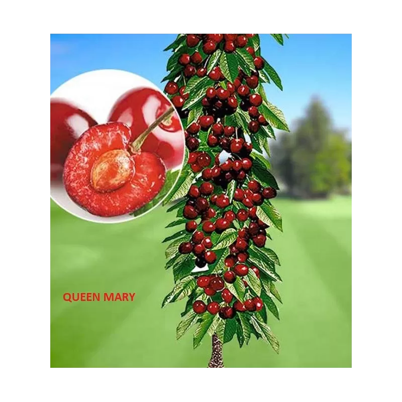Sweet cherry - Prunus avium QUEEN MARY