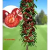 Sweet cherry - Prunus avium QUEEN MARY