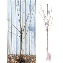 2023 Koloninė trešnė  - Prunus avium QUEEN MARY baltam plėv. vazone