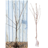 2023 Koloninė trešnė  - Prunus avium QUEEN MARY baltam plėv. vazone