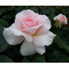 Rožė - Rosa WHITER SHADE OF PALE ®