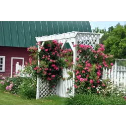 Rožė - Rosa WILLIAM BAFFIN UŽSAKYMAS 2027 METAMS