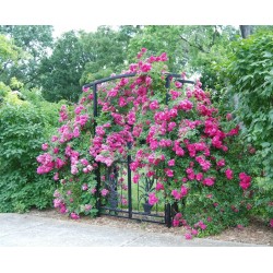 Rožė - Rosa WILLIAM BAFFIN UŽSAKYMAS 2027 METAMS